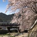 灘区の桜の名所のひとつ