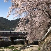 灘区の桜の名所のひとつ