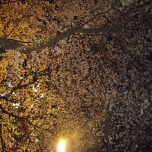 夜の桜
