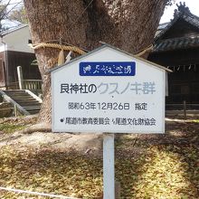 巨大なクスノキ群です