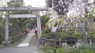小さな桜