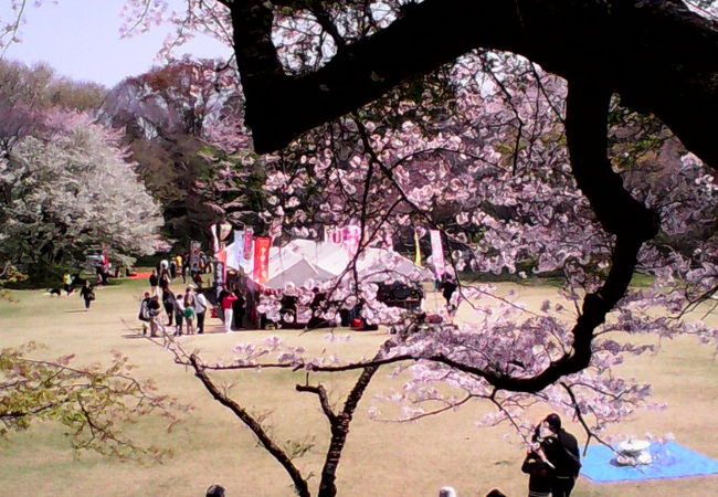 並木道や広場など様々な形で桜を楽しめます