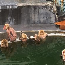 禿げてるお猿さんは温泉浸かりすぎたみたいです。