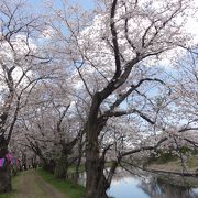 茨城自慢の桜名所