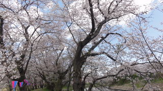 茨城自慢の桜名所