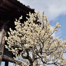 阿弥陀寺の桜