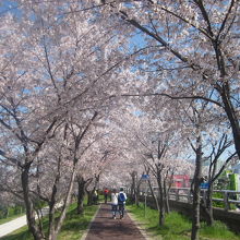 駅から洛東江の桜並木入口までは徒歩2分程度の近距離です