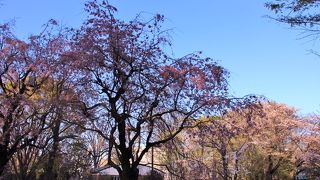 諏訪神社に隣接した桜の多い公園