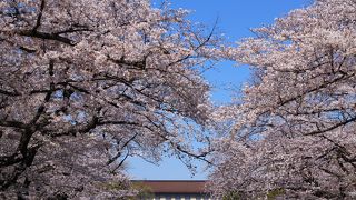 満開の桜並木