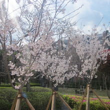 ちょっとだけですが、桜の木もありましたよ(^^;)。