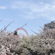 魚津の桜
