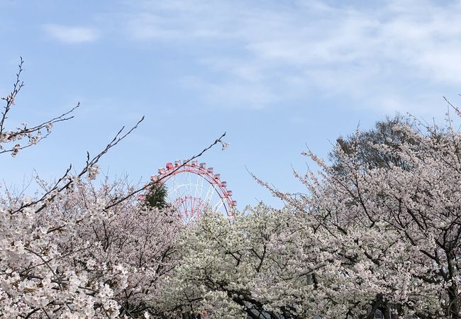 魚津の桜