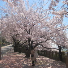 春は桜を見ながらのウォーキングが楽しいですね。