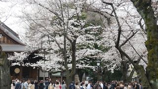 都心に春を告げる桜の標本木！