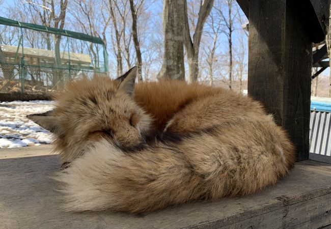宮城蔵王キツネ村 クチコミ アクセス 営業時間 白石 フォートラベル 宮城蔵王キツネ村 クチコミ アクセス 営業時間 白石 フォートラベル