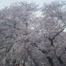 碑の傍の桜の木が素晴らしかったです！