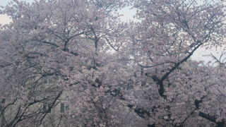付近の桜の美しさに目を奪われました