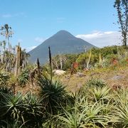 薩摩半島南端の長崎鼻にある熱帯動植物園