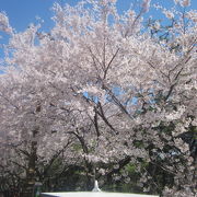 春の桜、素晴らしかったです！