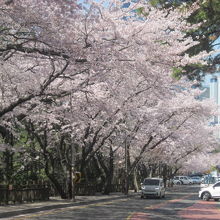 ここは寧ろ下りの方がよりボリューム感のある桜が楽しめます