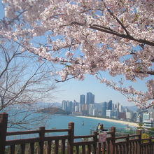 桜越しに眺める海雲台ビーチの遠景