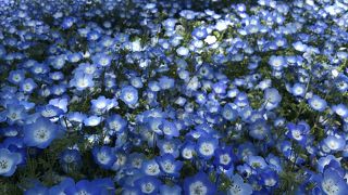 ネモフィラとチューリップ