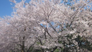春の桜、素晴らしかったです！