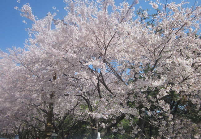 春の桜、素晴らしかったです！