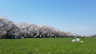 北上川添いの桜並木が美しい