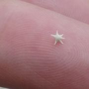 星の砂を見つけました