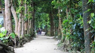 集落を守るフクギの並木