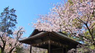 神楽殿の周りの桜も満開