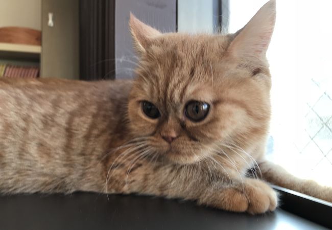 猫家 クチコミ アクセス 営業時間 大宮 フォートラベル
