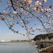 お花見しました