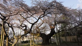 枝垂れ桜を見に
