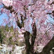 桜が綺麗でした