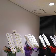 オープンすぐで、胡蝶蘭が並んでいました。