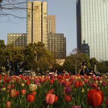 ビル街をバックに満開のチューリップの花が咲き競う