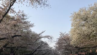 夜が奇麗でした