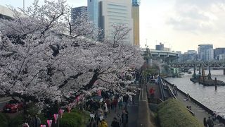 桜の名所の１つ