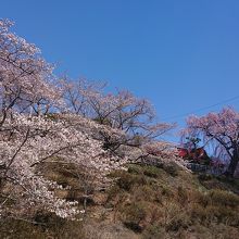 蛇の鼻の桜