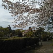 墓石さえ気にしなければ、枝ぶりが良い花見が。