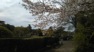 隠れたお花見の名所。ここに眠る方々は毎年お花見ができて幸せ