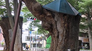 鉄棒で支えられたけやき