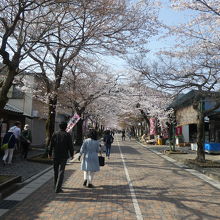 参道の桜を見ながら本堂へ