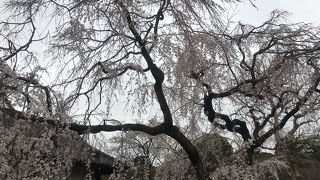 平成最後の春季皇居乾通り一般公開！満開にはちょっと早い桜を鑑賞