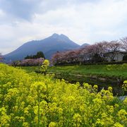 由布院・大分川沿いの桜並木　美しい風景にうっとり