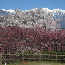 桜と雪景色のアルプス