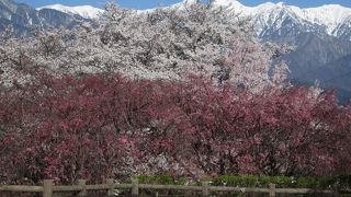 桜越しのアルプスが綺麗でした