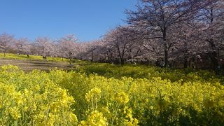 桜並木と世界の桜